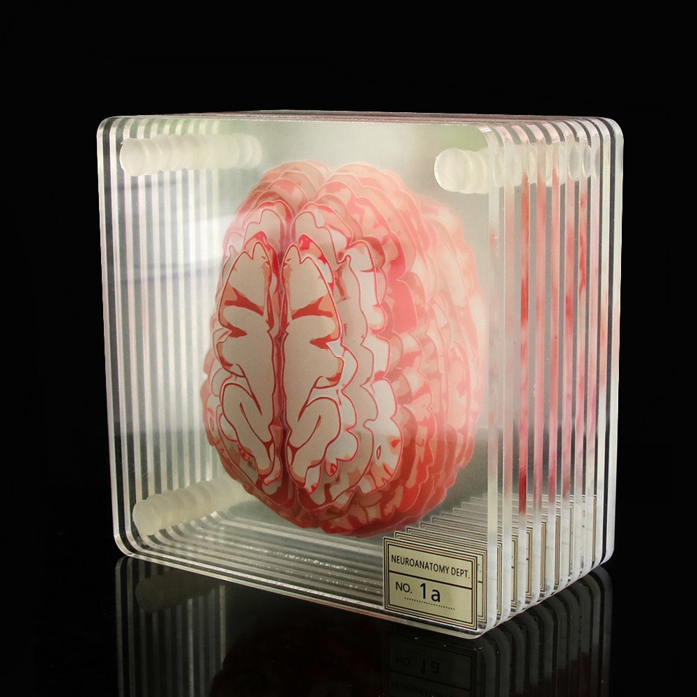 3D Brain Printed Table Coaster 3D Brain Printed Table Coaster